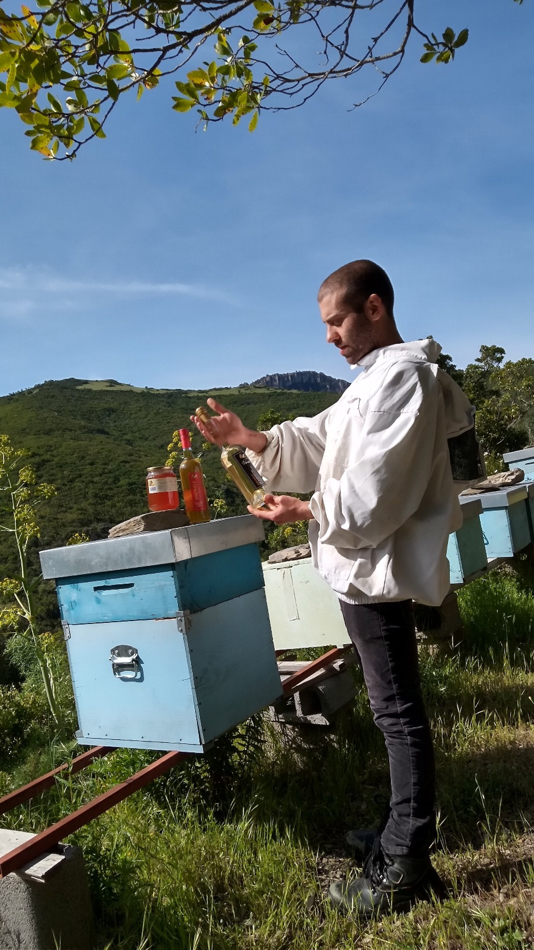 melari pronti per la smielatura 2025 miele di cardo